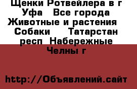 Щенки Ротвейлера в г.Уфа - Все города Животные и растения » Собаки   . Татарстан респ.,Набережные Челны г.